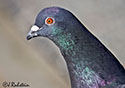 Columba livia